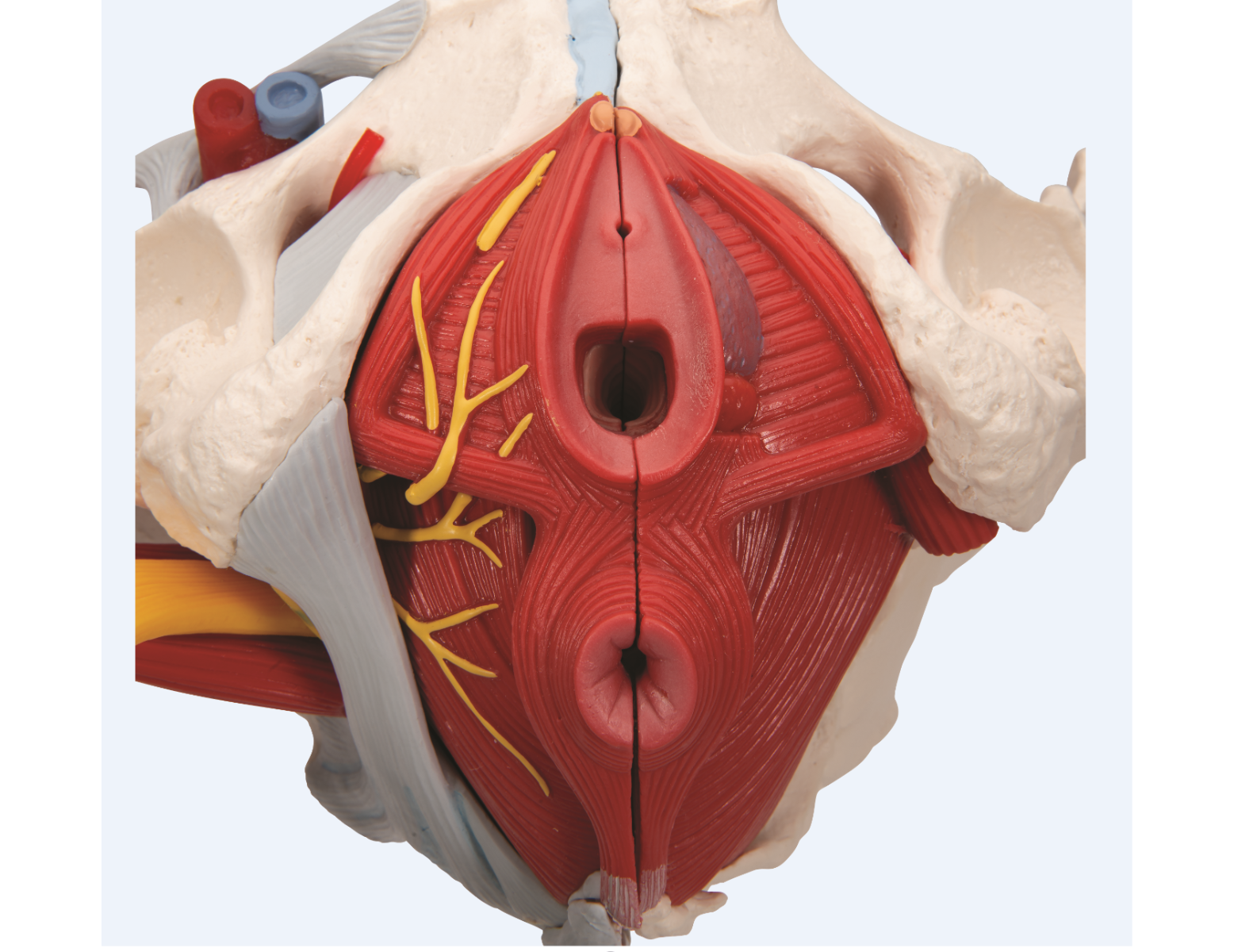 Anatomisch model - vrouwelijk bekken met ligamenten, zenuwen, spieren en organen - 6 delig