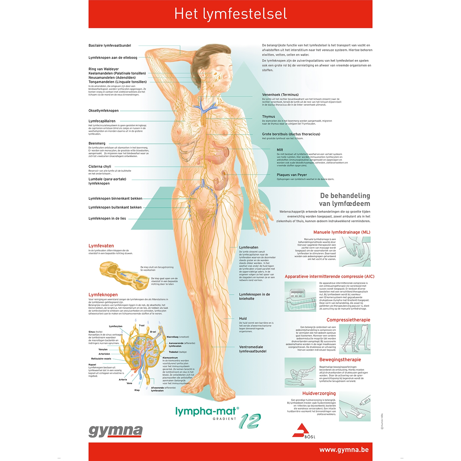 Planche anatomique - Le squelette humain - Anatomie et pathologie - 3B  Scientific | My Médical