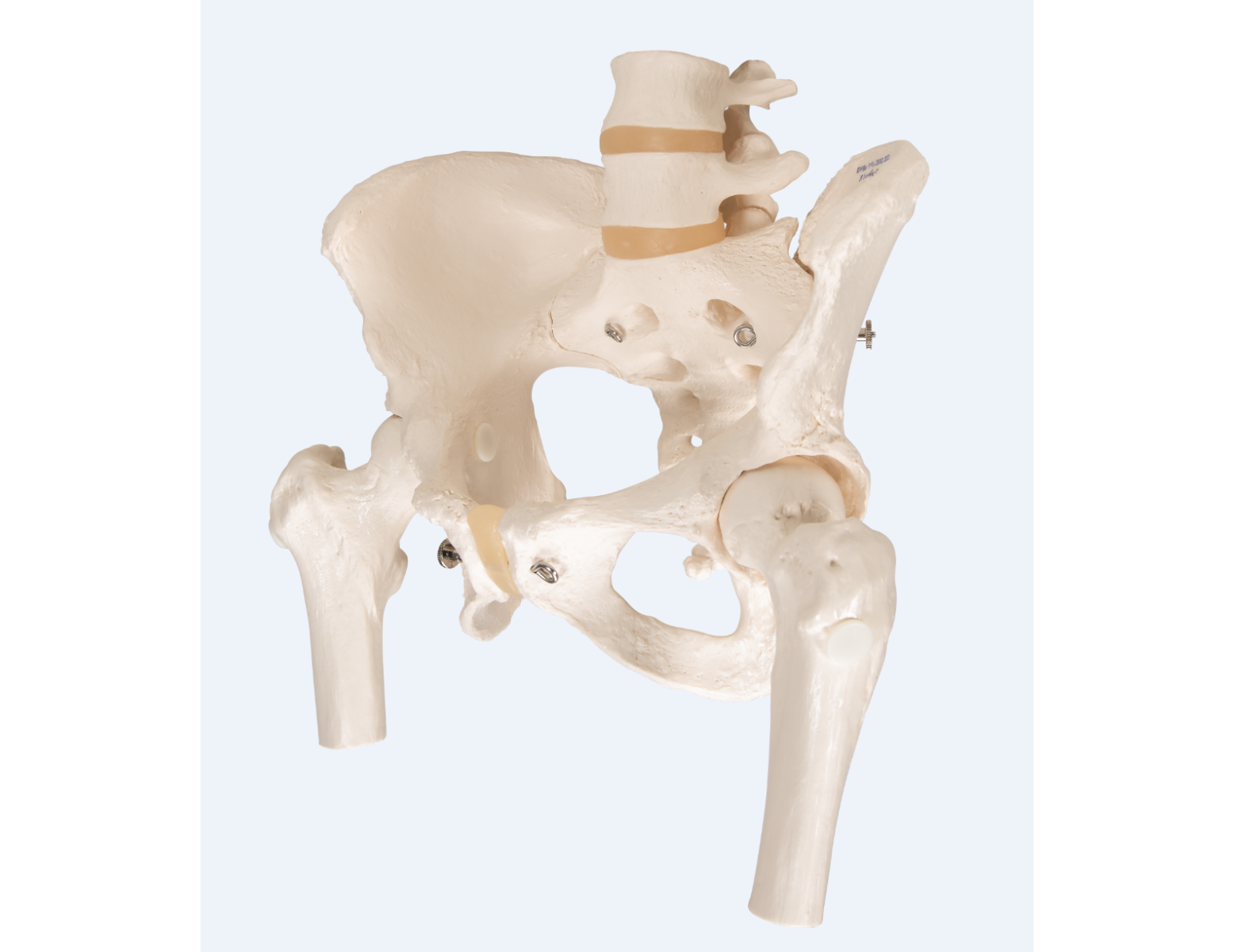 Anatomisch model - vrouwelijk bekken + beweegbare femurkoppen