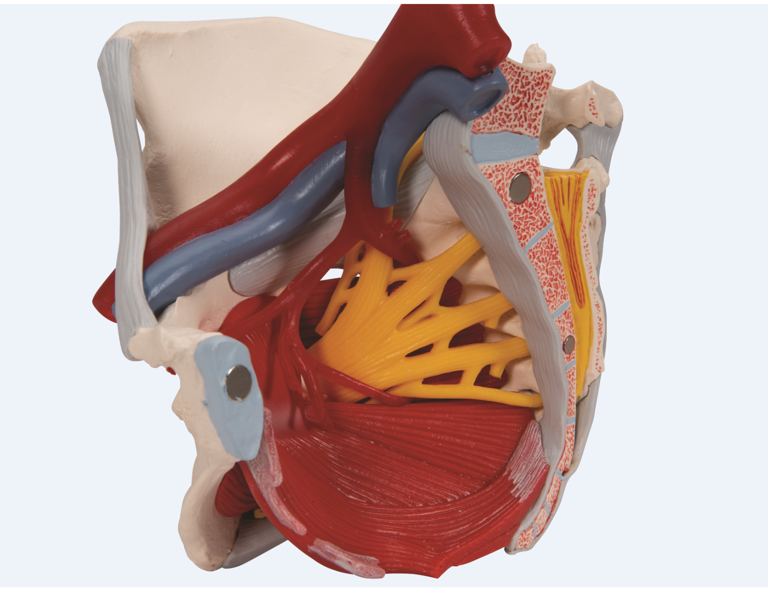 Modèle anatomique - bassin féminin avec ligaments, nerfs, muscles et organes - 6