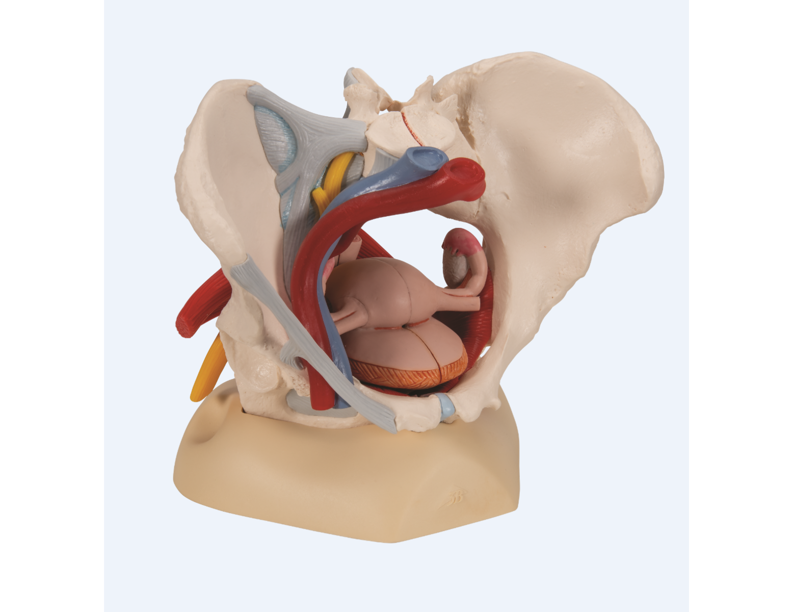 Modèle anatomique - bassin féminin avec ligaments, nerfs, muscles et organes - 6