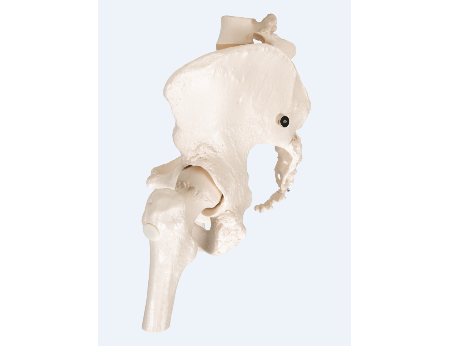 Anatomisch model - vrouwelijk bekken + beweegbare femurkoppen