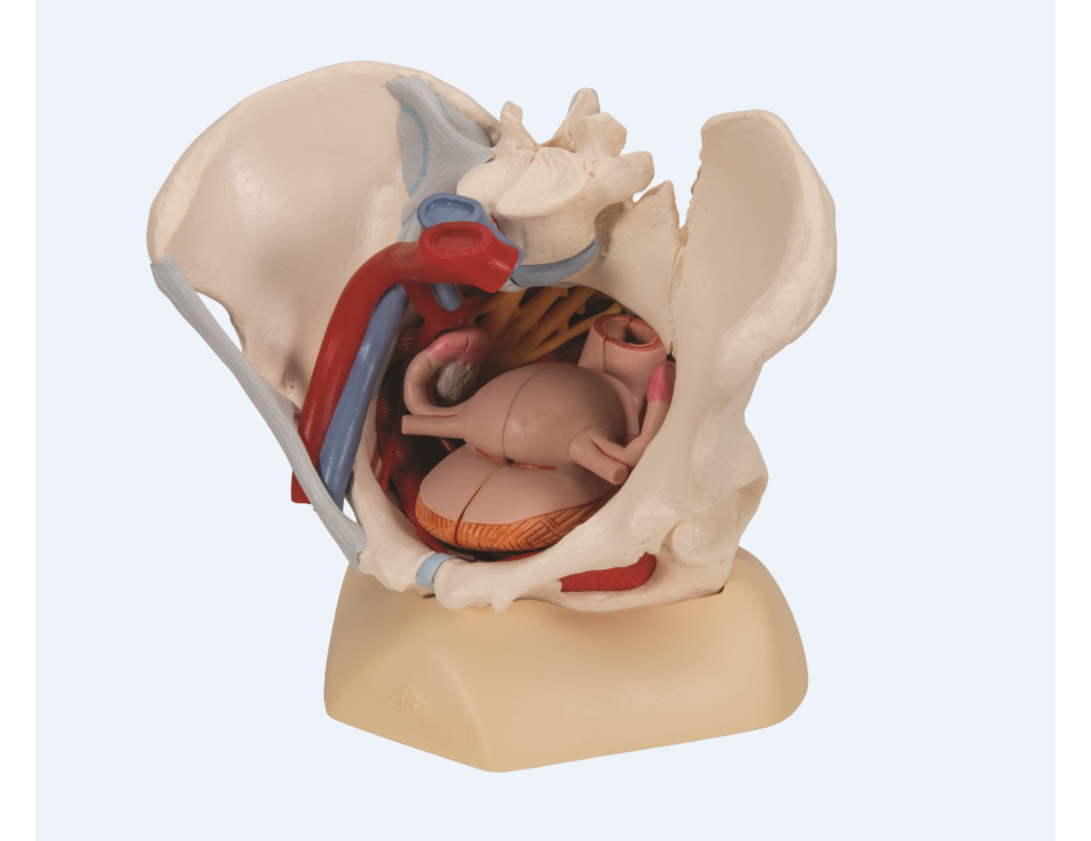 Modèle anatomique - bassin féminin avec ligaments, nerfs, muscles et organes - 6