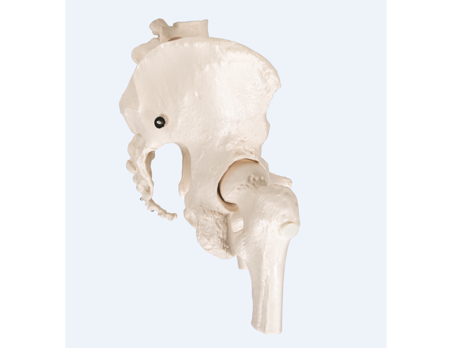 Anatomisch model - vrouwelijk bekken + beweegbare femurkoppen