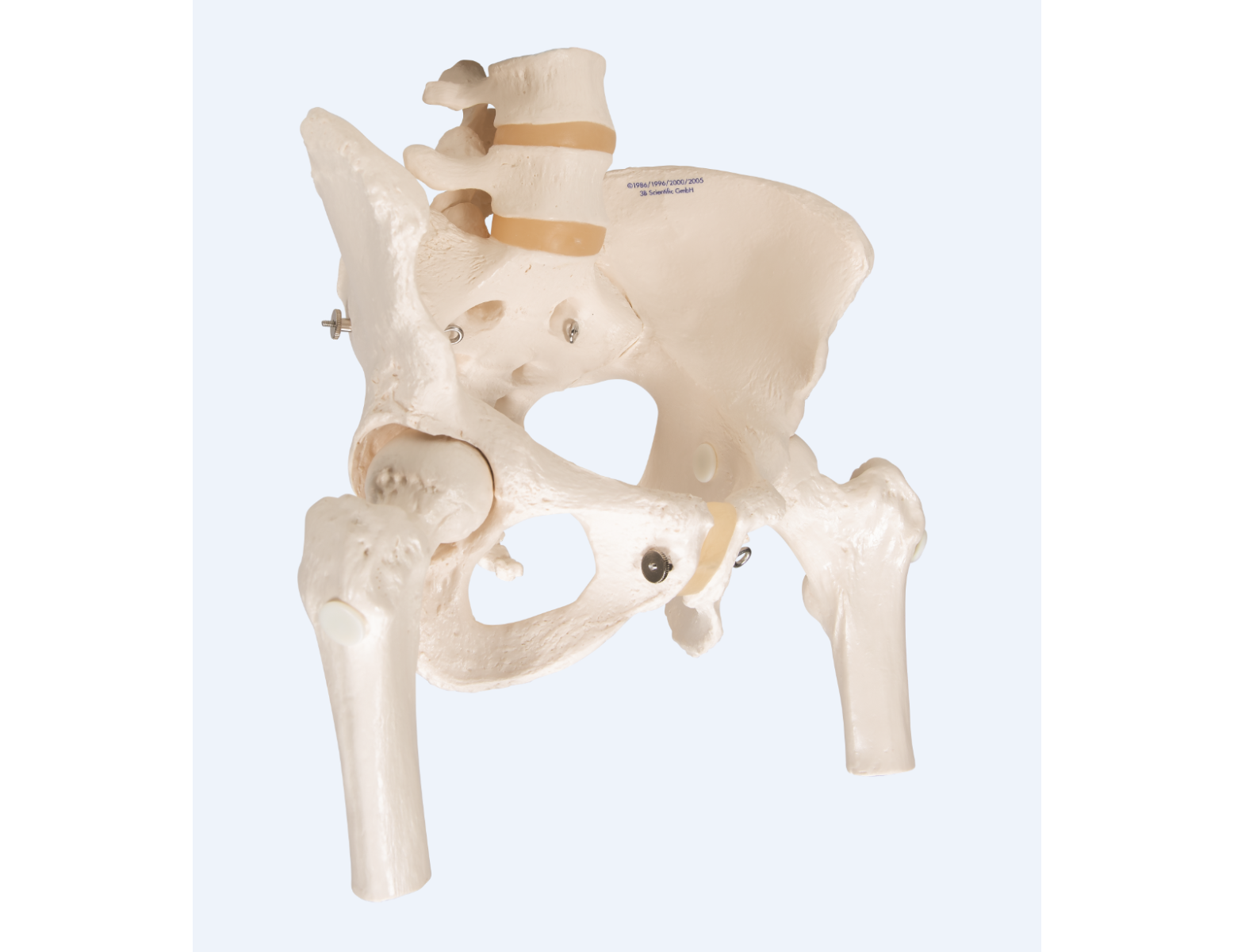 Anatomisch model - vrouwelijk bekken + beweegbare femurkoppen