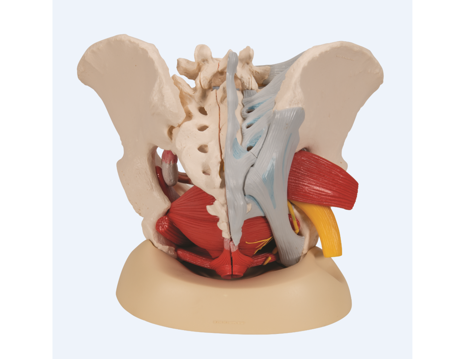 Anatomisch model - vrouwelijk bekken met ligamenten, zenuwen, spieren en organen - 6 delig