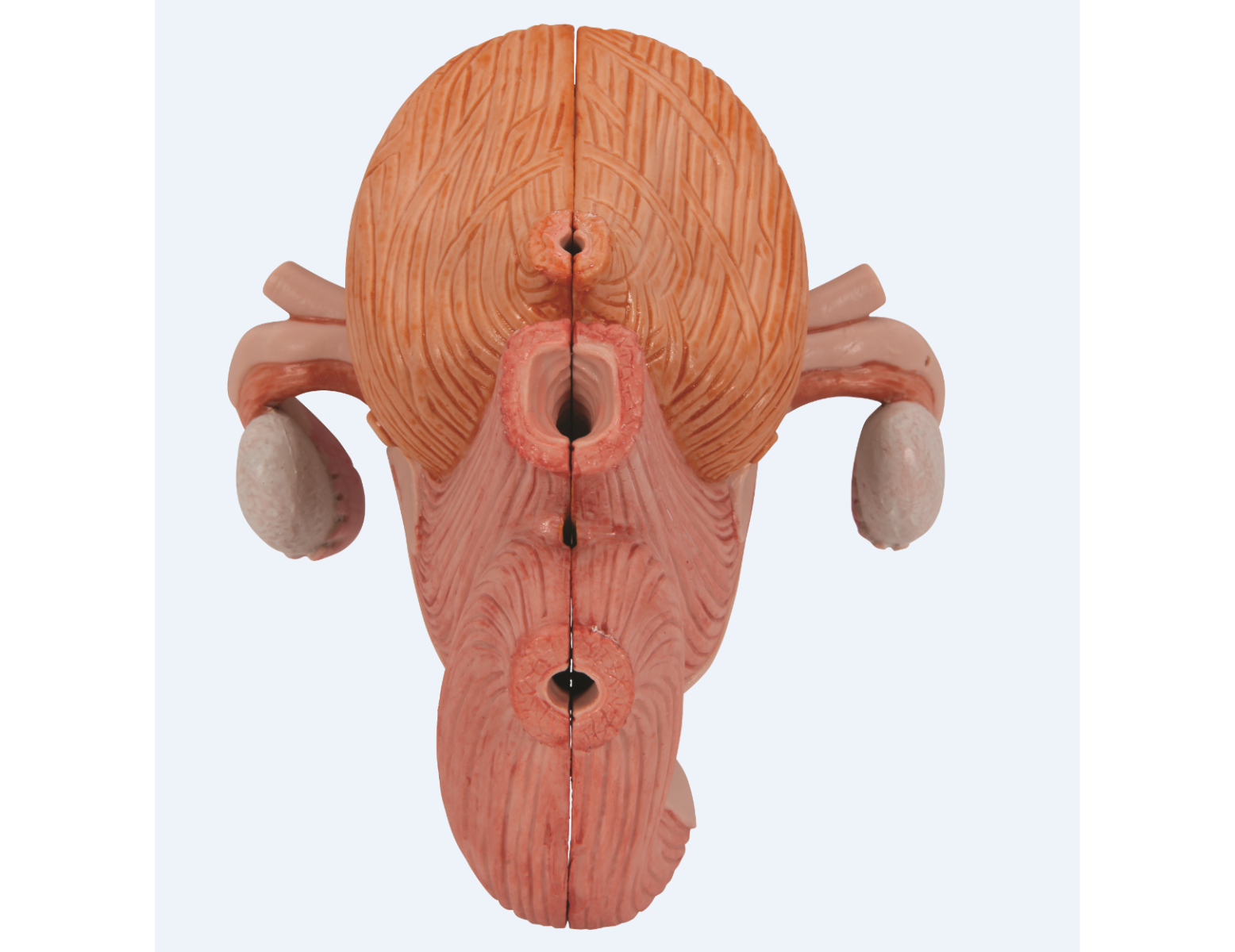 Anatomisch model - vrouwelijk bekken met ligamenten, zenuwen, spieren en organen - 6 delig