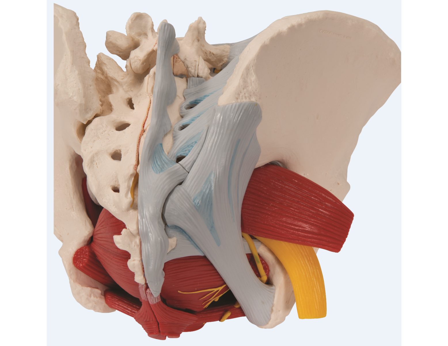 Anatomisch model - vrouwelijk bekken met ligamenten, zenuwen, spieren en organen - 6 delig