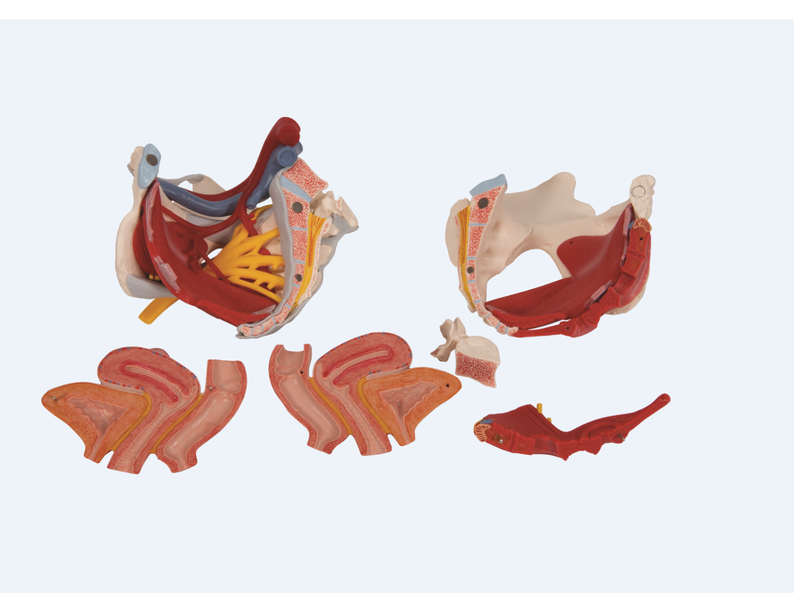 Anatomisch model - vrouwelijk bekken met ligamenten, zenuwen, spieren en organen - 6 delig